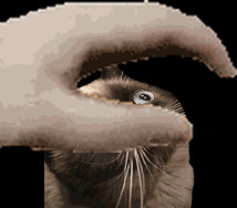 示例GIF