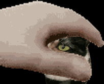 示例GIF